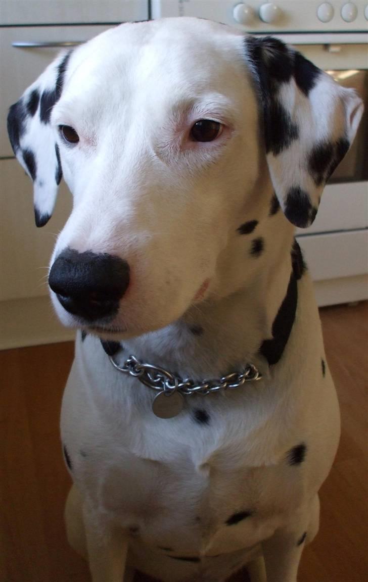 Dalmatiner Rico - Mor´s dejlige Dalmatiner dreng Rico billede 1