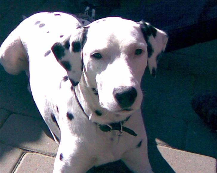 Dalmatiner Rico - Rico billede 2