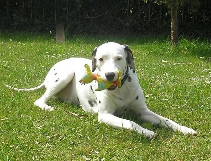 Dalmatiner Rico - Pivdyret Anden er Rico´s bedste ven, altså næst efter moar  c";) billede 3