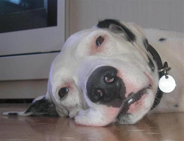 Dalmatiner Rico - Så er der sovetid IGEN.... billede 4