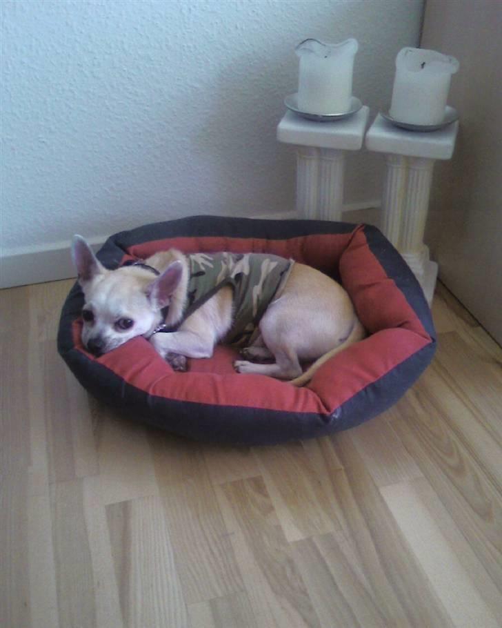 Chihuahua Taz billede 12