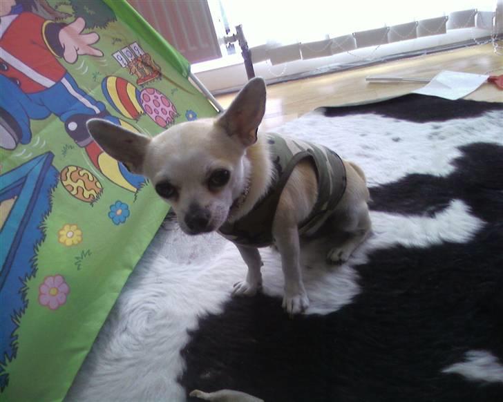 Chihuahua Taz billede 13