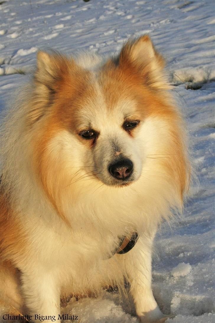 Blanding af racer Fox - Hej velkommen til min profil, jeg hedder Fox^^ billede 1