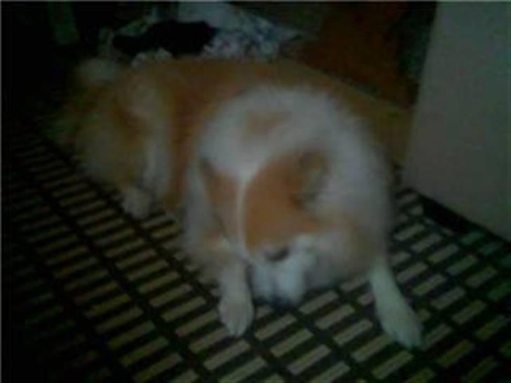 Blanding af racer Fox - mor ikk nu gumler lige ben billede 2