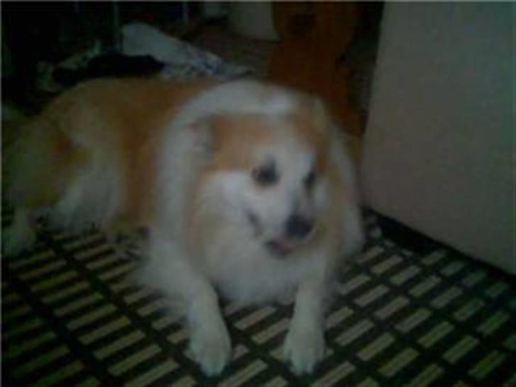 Blanding af racer Fox - årh oki så skynd dig billede 3