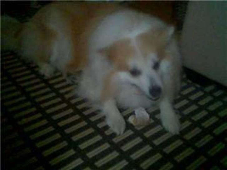 Blanding af racer Fox - grufle gumle smager godt ikk? billede 4