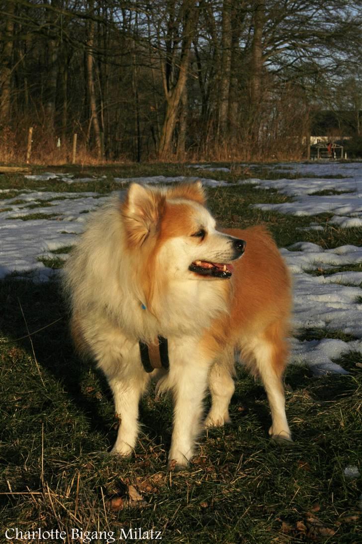 Blanding af racer Fox - uhh hunhunde alarmen gik igang^^ billede 5