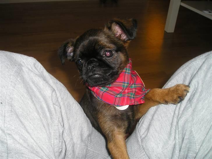 Griffon petit brabancon Olsen billede 1