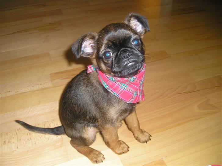 Griffon petit brabancon Olsen billede 2