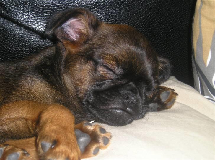 Griffon petit brabancon Olsen billede 3