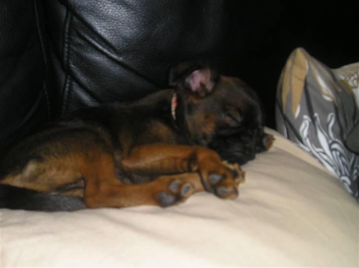 Griffon petit brabancon Olsen billede 4