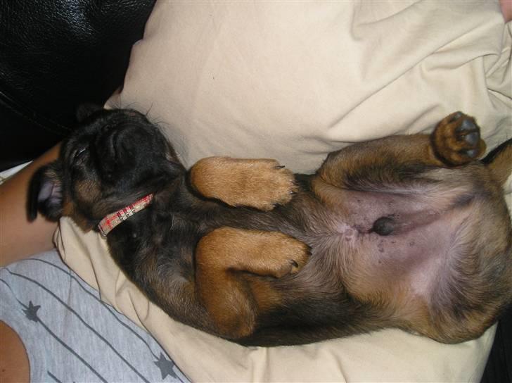 Griffon petit brabancon Olsen billede 5