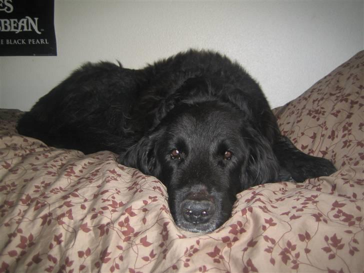 Blanding af racer Basse (1994-2007)  - Mors seng er det bedste at ligge i - specielt når hun ikke er hjemme :)  billede 1