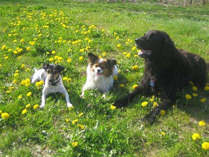 Blanding af racer Basse (1994-2007)  - Her kan I se Basse sammen med nogle af hans hundevenner. De små hunde er glade for ham fordi han er så rolig billede 2