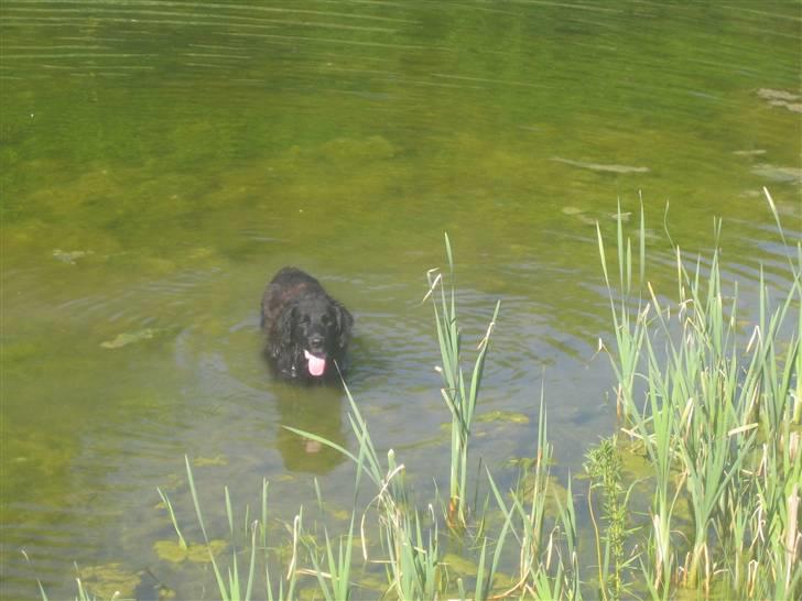 Blanding af racer Basse (1994-2007)  - Han er en rigtig vandhund! Elsker at bade i søerne og bækkene herude billede 3