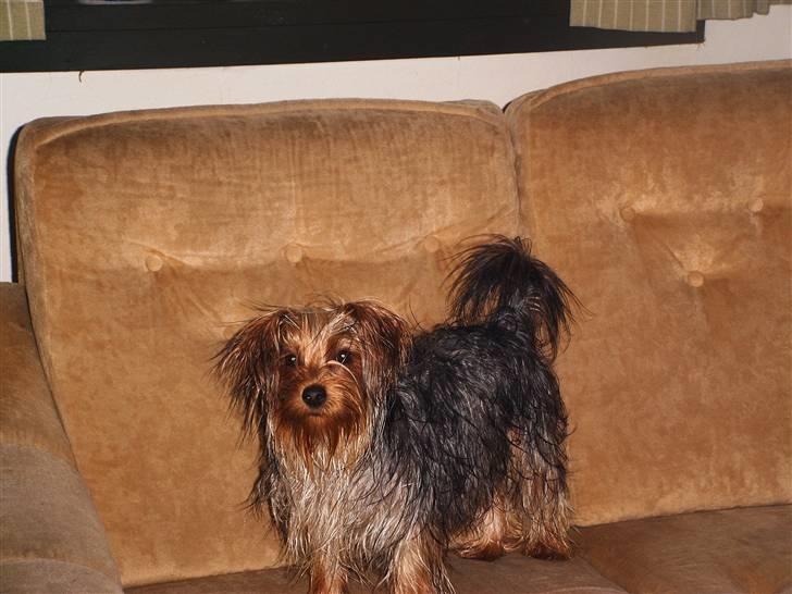Yorkshire terrier Mia - Mia været i bad billede 9