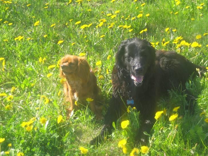 Blanding af racer Basse (1994-2007)  - Den lille røde hund er en af Basse´s bedste venner :)  billede 4