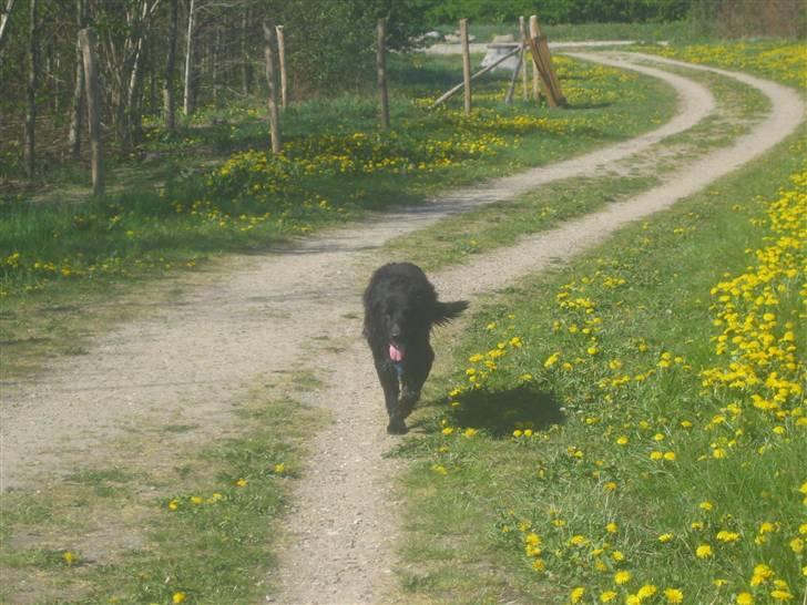 Blanding af racer Basse (1994-2007)  - Basse på skovtur  billede 5