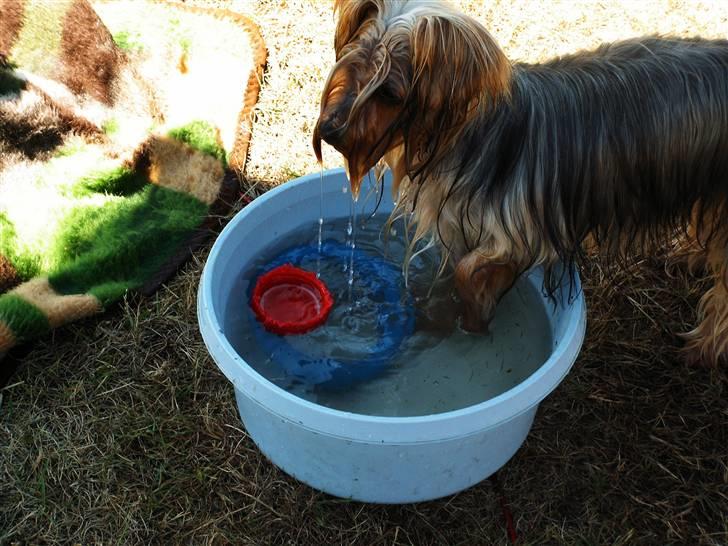 Yorkshire terrier Mia - Mia syndtes sommeren 2006 var varm, så er det godt med koldt vand og legetøj billede 10