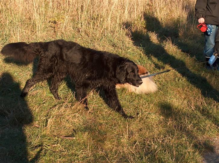 Blanding af racer Basse (1994-2007)  - Basse i solskin  billede 6