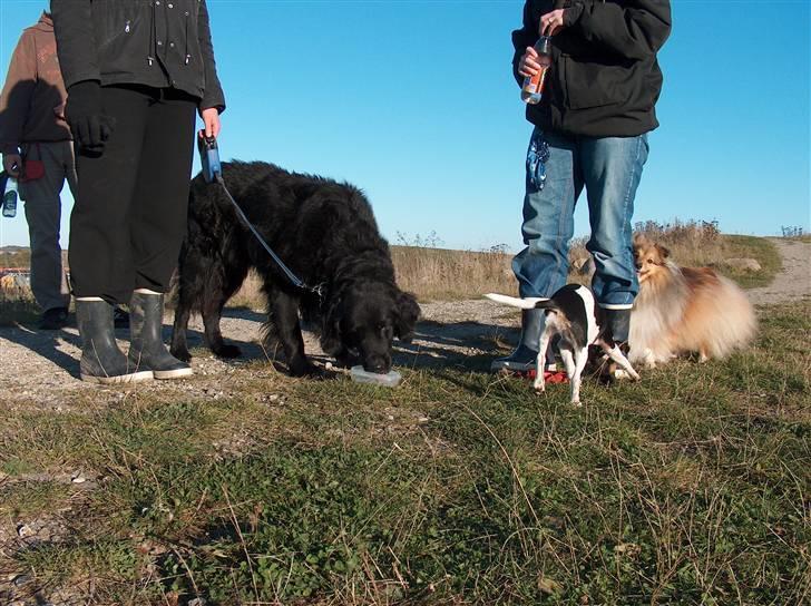 Blanding af racer Basse (1994-2007)  - Førerhunden Basse billede 7