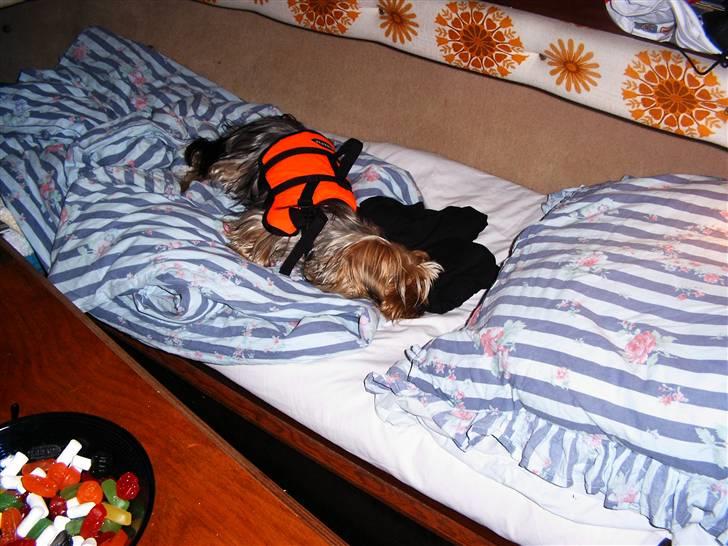 Yorkshire terrier Mia - Mia gået til køjs i båden billede 11