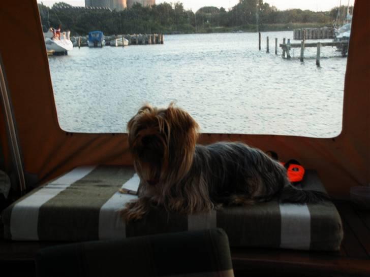 Yorkshire terrier Mia - Mia holder øje med det hele billede 12