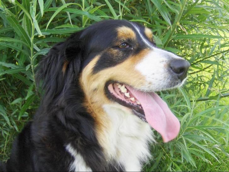 Blanding af racer Freja - Freja på en varm sommerdag billede 2