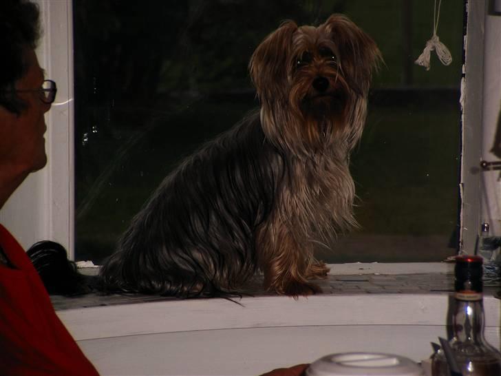 Yorkshire terrier Mia - Her sidder Mia godt billede 13