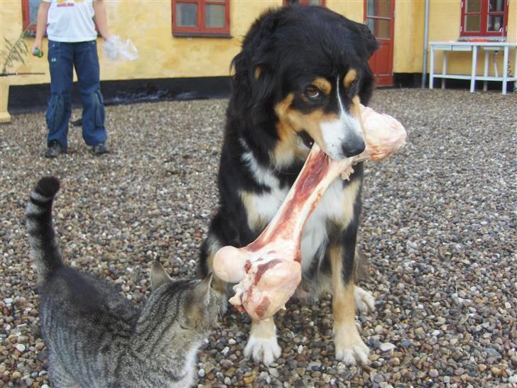 Blanding af racer Freja - Hov, hov mis, det er mit kødben!! billede 4