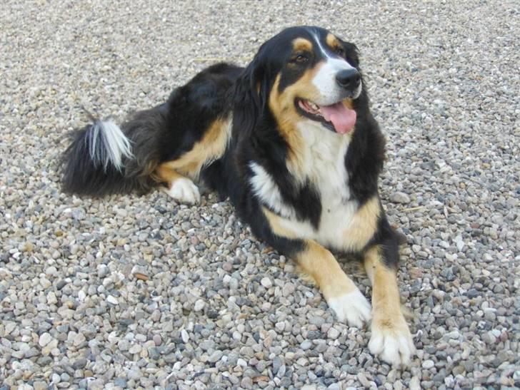 Blanding af racer Freja - Freja på en varm sommerdag billede 5