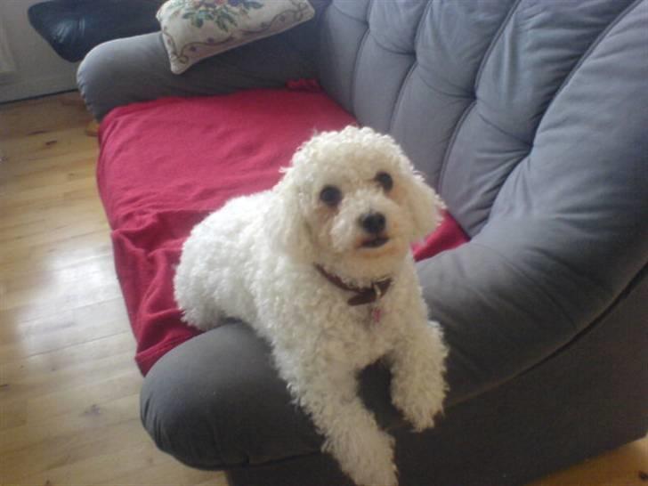 Bichon à poil frisé Mille (Tinghøjs Veronica) - Se mig..  billede 3