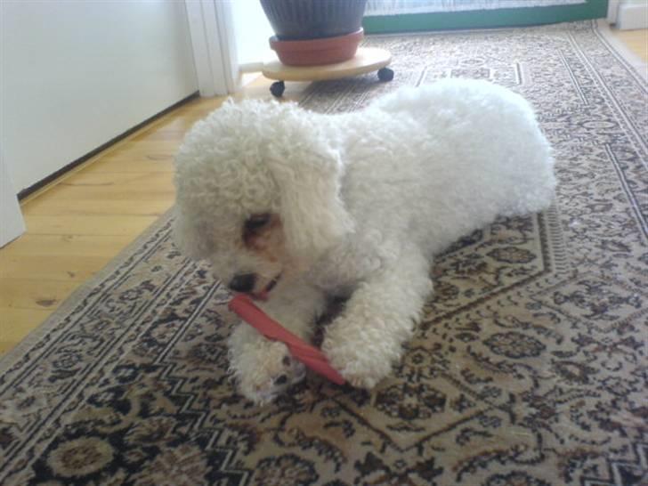 Bichon à poil frisé Mille (Tinghøjs Veronica) - Hun leger med noget spiseligt..  billede 4