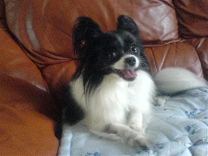 Papillon Mini - D E T E R V A R M T  billede 3