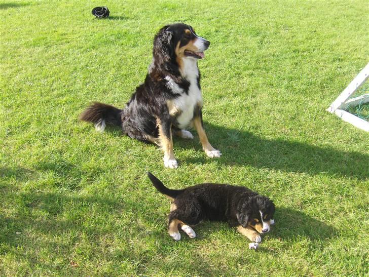 Blanding af racer Freja - Frejas og Artemis billede 6