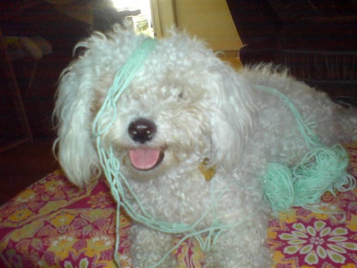 Bichon à poil frisé BIANCA - Bianca leger med sin mor´s garn billede 1