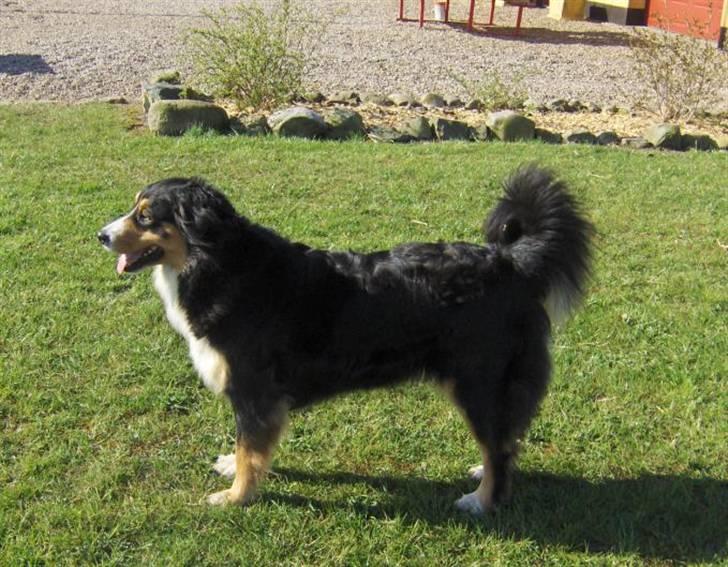 Blanding af racer Freja - Freja billede 7