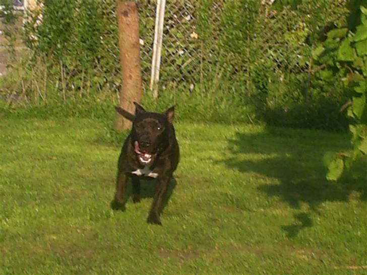 Staffordshire bull terrier Gismo - nnuu kommer jeg og spiser jer.....  billede 19