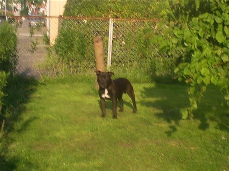 Staffordshire bull terrier Gismo billede 20