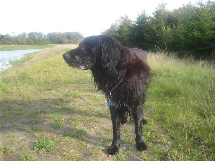 Blanding af racer Basse (1994-2007)  - Basse efter en tur ned i ungdommens kilde :)  billede 8