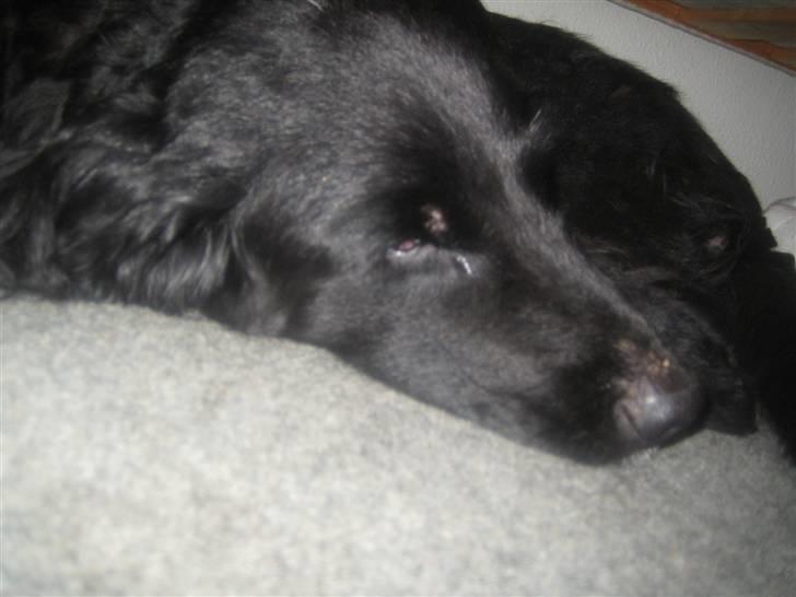 Blanding af racer Basse (1994-2007)  - Basse kan godt lide at ligge inde under mors seng :)  billede 9