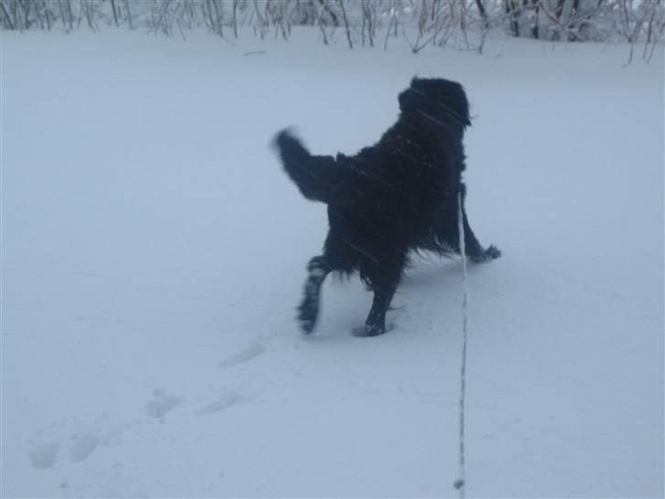 Blanding af racer Basse (1994-2007)  - Basse elsker sne!  billede 10