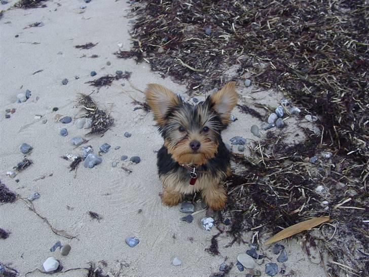 Yorkshire terrier Mia - Som lille, som stor Mia elsker stadig vand  billede 15