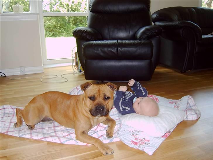 Staffordshire bull terrier zaki billede 17