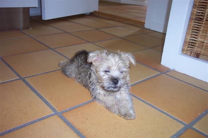 Cairn terrier molly billede 2