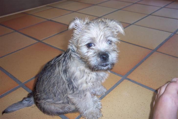 Cairn terrier molly billede 3