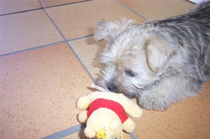 Cairn terrier molly billede 4