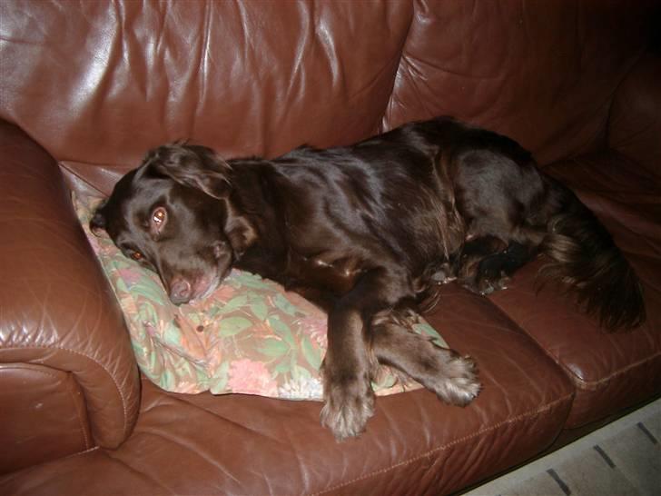 Blanding af racer Pinto - Godnat billede 9