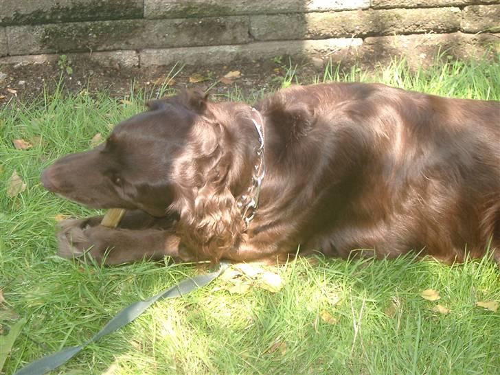 Blanding af racer Pinto - Sommerdag hjemme =D elsker den hund <3 billede 10