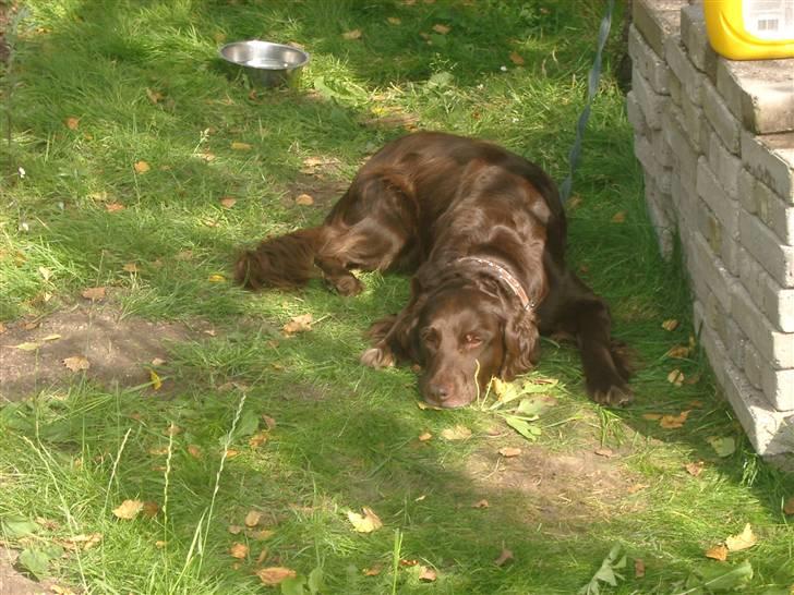 Blanding af racer Pinto - Sommerdag hjemme =D elsker den hund <3 billede 11